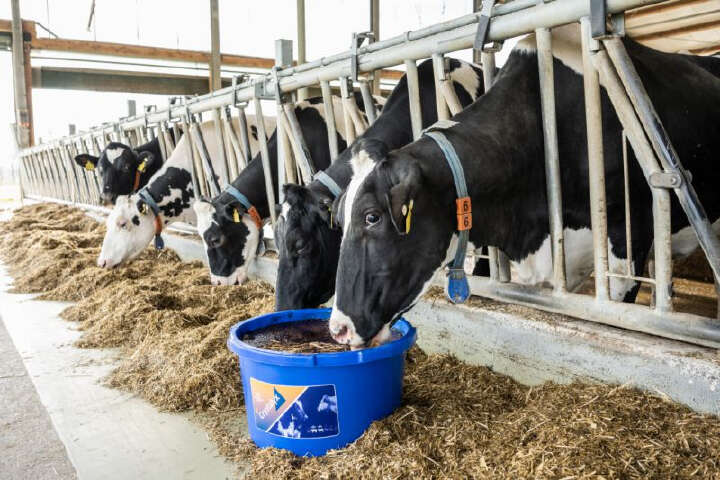 CRYSTALYX Pre Calver (Blau)